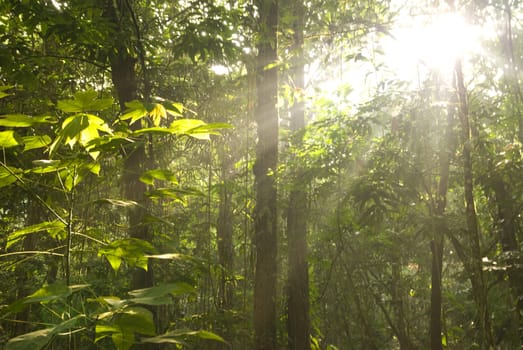 green forest with ray of lights