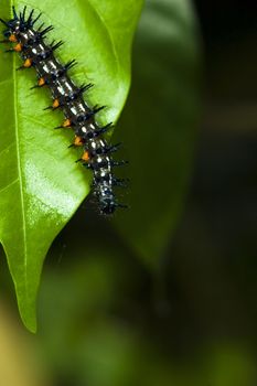 caterpillar