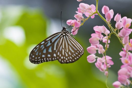 butterfly with natural background