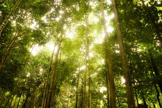 green forest with ray of lights