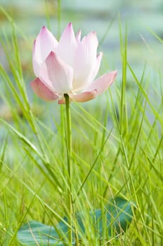 lotus with green background