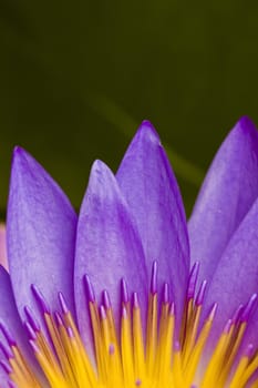 lotus with natural background