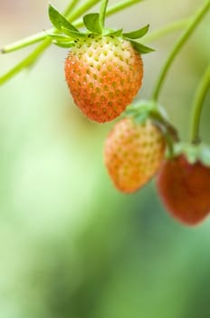 Strawberry fruits on the branch with morning golden sunlight shine on it.