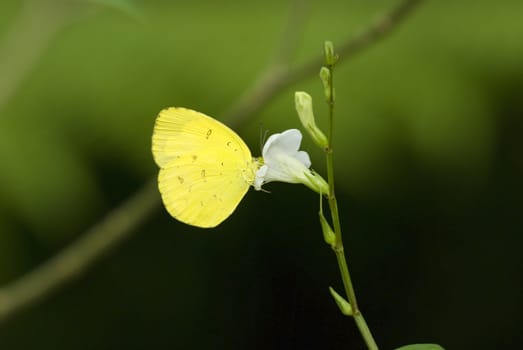 butterfly with natural background