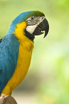 parrot with natural green background