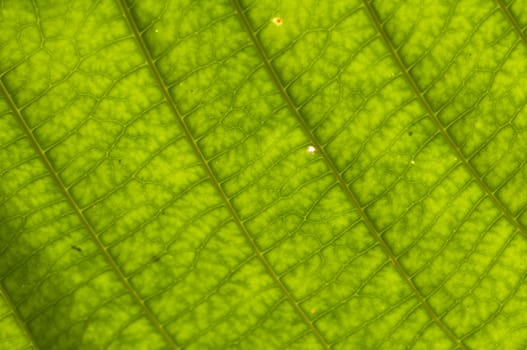 close up of green leaf