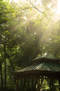 green forest with ray of lights and hut 