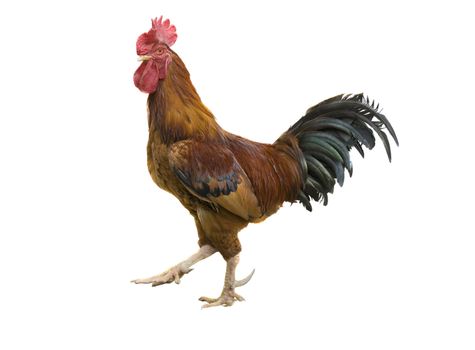 isolated rooster with clipping path