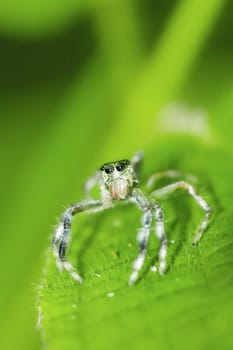 tropical spider with green background