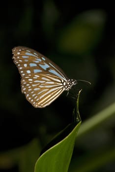 butterfly with natural background