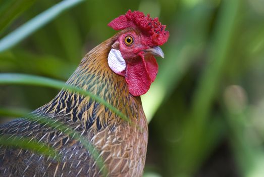 wild rooster in malaysia