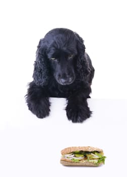 cocker spaniel  looking down a piece of blank cardboard for advertising purpose, sandwich photo belongs to me can be removed easily for other purpose