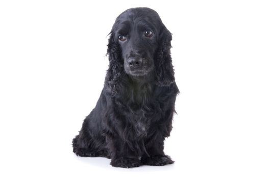isolated cocker spaniel dog with white background