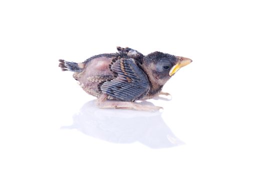 isolated baby brood sparrow bird with reflection 