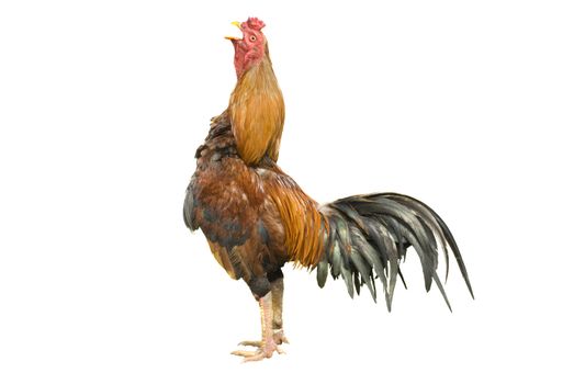 isolated rooster with clipping path