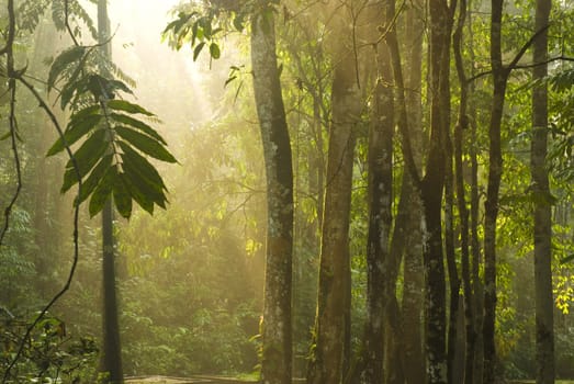 green forest with ray of lights