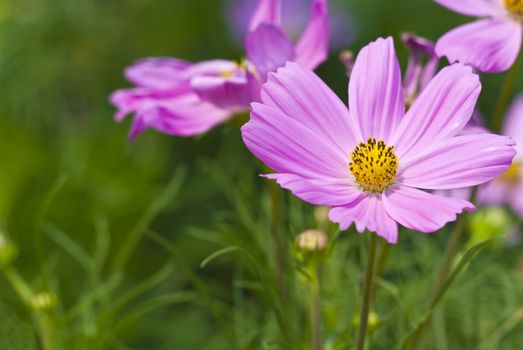 purple flower