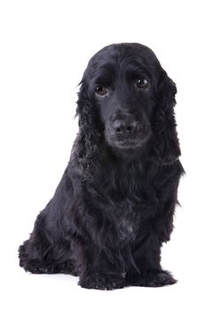 cocker spaniel dog isolated with white background
