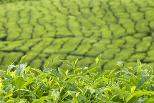 tea plantation at cameron highlands, malaysia
