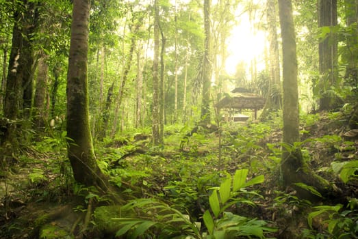 rain forest with fogs and misty lights early in the morning