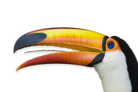 isolated toucan