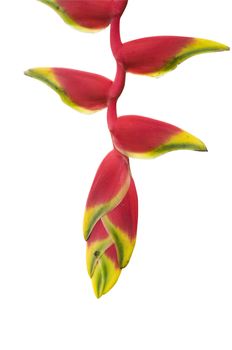 isolated heliconia with cliping path
