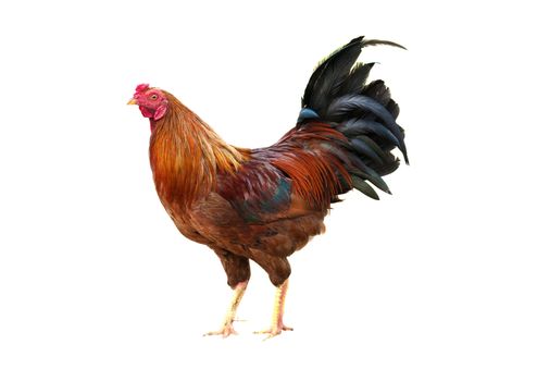 isolated malaysian rooster with white background and clipping path