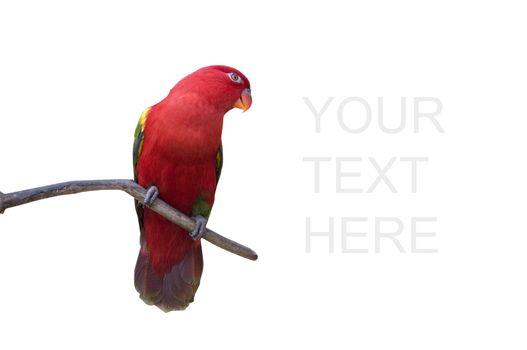 colorful red parrot isolated in white with clipping path
