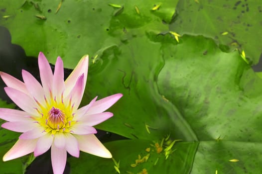 close up shot of pink lotus with copyspace green background 