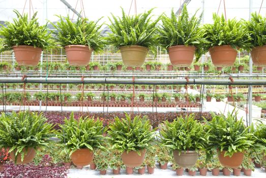 nursery farm garden with pots and plants