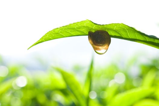 Snail on tea leaf