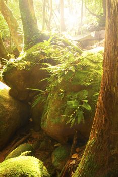 natural green forest with ray of lights early in the morning 