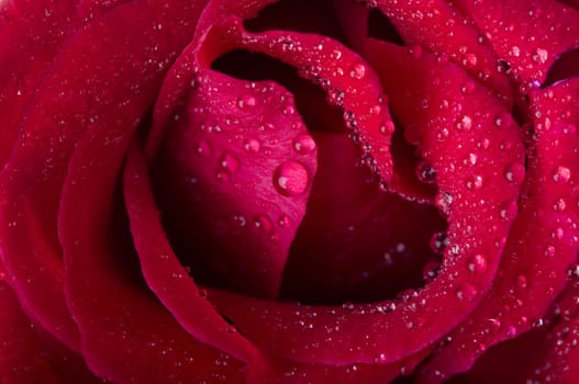 rose closeup with water dropplets 
