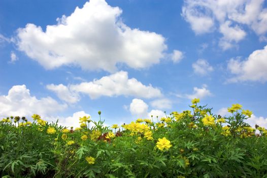 summer flower fields with blue sky and nice clouds