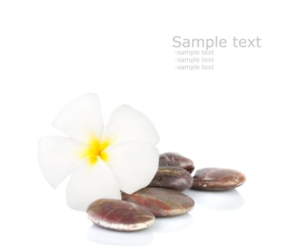 frangipani with white isolated background