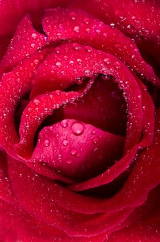 rose close up macro shot with water dropplets 