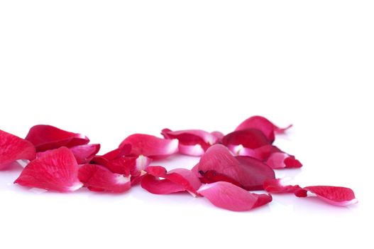 close up photo of rose petals with isolated white background
