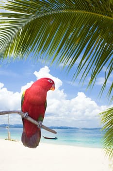 parrot bird on a blue beach