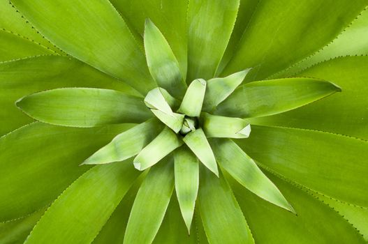 symmetrical  agave for background purpose