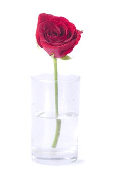 rose with isolated white background