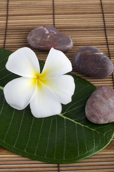 frangipani flower health spa 