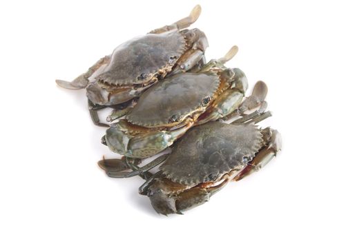 crabs isolated in white