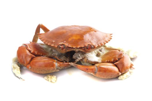 cooked crab isolated in white