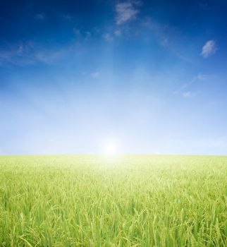 agriculture paddy field early in the morning with sun light