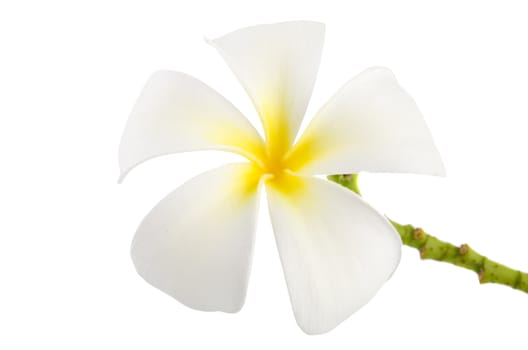 frangipani  flower with isolated white background 