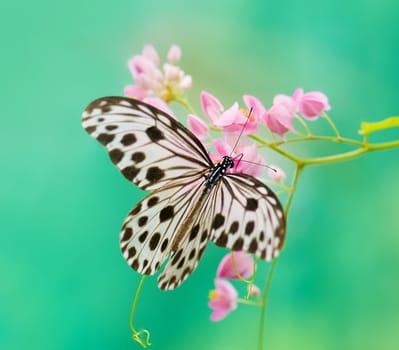 close up photos of butterfly with natural green background