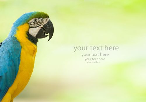 blue macaw with a lot of copyspace for text purpose