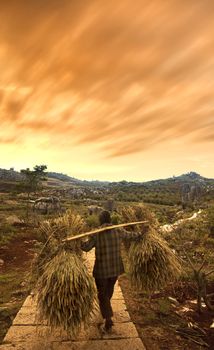 a traditional chinese farmer carrying dry wheat after harvesting during sunset