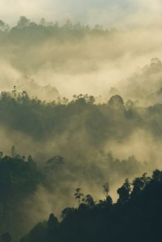 beautiful misty early morning forest with a bit of sunlight