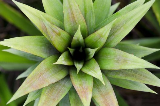 symmetrycal top view of pineapple tree